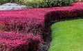 Flower and Winding Grass