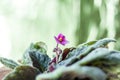 Flower on the window. A violet in a pot. Flowering plant. Royalty Free Stock Photo