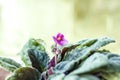 Flower on the window. A violet in a pot. Flowering plant. Royalty Free Stock Photo