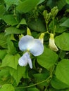 A flower of Winged bean..