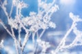 Flower in winter with frozen ice crystals. Beautiful winter seasonal natural background. Winter landscape. Royalty Free Stock Photo