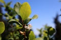 Flower Winter honeysuckle in the spring, against the background of the blue sky