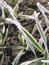 Flower winter ice