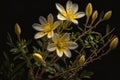 A flower of Winter jasmine & x28;Jasminum nudiflorum& x29;