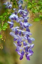 Flower of wisteria floribunda, commonly named Japanese wisteria