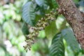 Flower of wollongong tropical fruit at the south of thailand Royalty Free Stock Photo