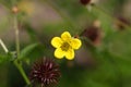 Flower of a wood avens herb Royalty Free Stock Photo