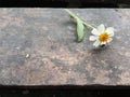 Flower on wood background.