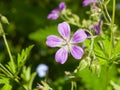 Flower of Wood cranesbill or Geranium sylvaticum with defocused background macro, selective focus, shallow DOF