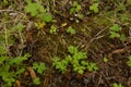 Sanicle Sanicula europaea - Wood Sanicle growing in North Yorkshire woodland