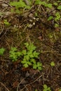 Sanicle Sanicula europaea - Wood Sanicle growing in North Yorkshire woodland
