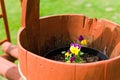 Flower in a wooden bucket Royalty Free Stock Photo