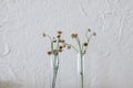 Flower on Wooden shelves with grunge cement or concrete wall texture background. Royalty Free Stock Photo