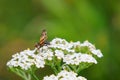 Flower. Yarrow is common. A fly sitting on a flower. Botany