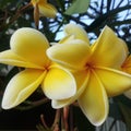 photographing frangipani flowers in the garden of the house that are in bloom all day long euphorbia