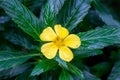 Flower of a yellow alder, Turnera ulmifolia