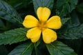 Flower of a yellow alder, Turnera ulmifolia