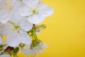 Flower on a yellow background, under water in air bubbles. Royalty Free Stock Photo