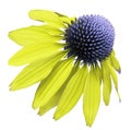 Flower yellow-blue Chamomile on white isolated background with clipping path. Daisy blue[yellow for design. Closeup no shadows.