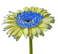 Flower yellow blue Gerbera isolated on a white background. Close-up. Flower bud on a green stem Royalty Free Stock Photo