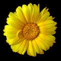 Flower yellow calendula isolated on a black background. Close-up. Royalty Free Stock Photo