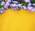 Flower and yellow cement wall Royalty Free Stock Photo