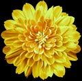 Flower  yellow chrysanthemum . Flower isolated on the black background. No shadows with clipping path. Close-up. Royalty Free Stock Photo