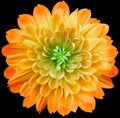 Flower  yellow chrysanthemum . Flower isolated on the black background. No shadows with clipping path. Close-up. Royalty Free Stock Photo