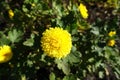 A flower of yellow Chrysanthemum in October Royalty Free Stock Photo