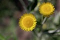 Flower of the Yellow Coastal Everlasting, Helichrysum decorum