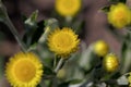 Flower of the Yellow Coastal Everlasting, Helichrysum decorum