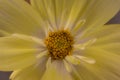 Flower Yellow Cosmos Macro Royalty Free Stock Photo