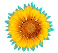 Flower yellow cyan gaillardia isolated on a white background. Close-up. Royalty Free Stock Photo