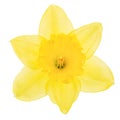 Flower of yellow Daffodil narcissus, isolated on white background Royalty Free Stock Photo
