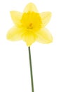 Flower of yellow Daffodil narcissus, isolated on white background Royalty Free Stock Photo