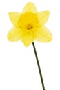 Flower of yellow Daffodil narcissus, isolated on white background Royalty Free Stock Photo