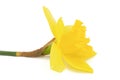 Flower of yellow Daffodil narcissus, isolated on white background Royalty Free Stock Photo