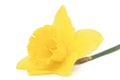 Flower of yellow Daffodil narcissus, isolated on white background Royalty Free Stock Photo