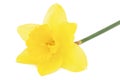 Flower of yellow Daffodil narcissus, isolated on white background Royalty Free Stock Photo