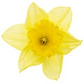 Flower of yellow Daffodil (narcissus), isolated on white background Royalty Free Stock Photo