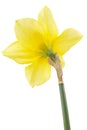 Flower of yellow Daffodil (narcissus), isolated on white background Royalty Free Stock Photo