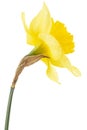 Flower of yellow Daffodil (narcissus), isolated on white background Royalty Free Stock Photo