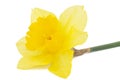 Flower of yellow Daffodil (narcissus), isolated on white background Royalty Free Stock Photo