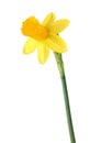 Flower of yellow Daffodil Narcissus isolated on white background Royalty Free Stock Photo