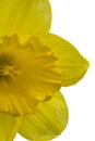 Flower of yellow Daffodil (narcissus) close-u, isolated on white Royalty Free Stock Photo