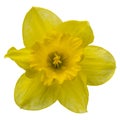 Flower of yellow Daffodil (narcissus) close-up isolated on white Royalty Free Stock Photo