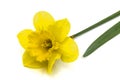 Flower of yellow Daffodil (narcissus), isolated on white background Royalty Free Stock Photo