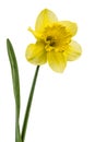 Flower of yellow Daffodil (narcissus), isolated on white background Royalty Free Stock Photo