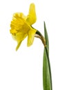 Flower of yellow Daffodil (narcissus), isolated on white