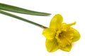 Flower of yellow Daffodil (narcissus), isolated on white Royalty Free Stock Photo